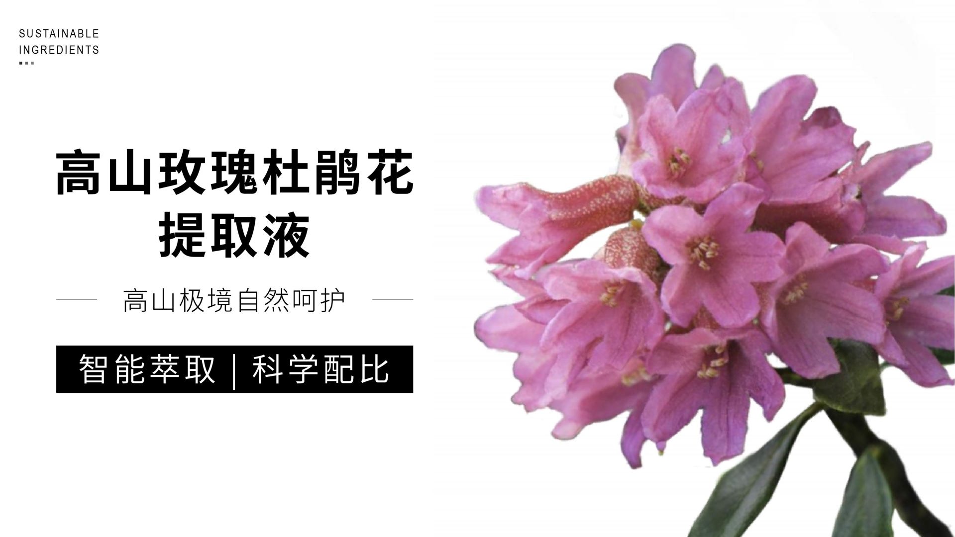 有机植提|瑞士高岭之花“下山”之旅