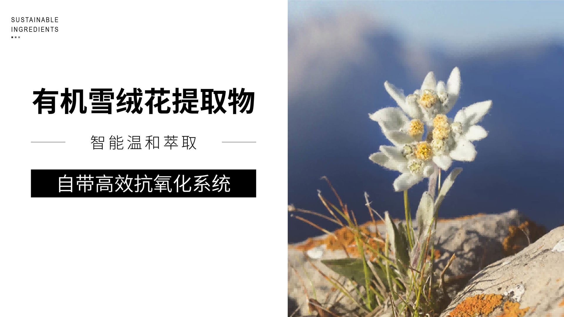 从高山到瓶中：溯源瑞士国花的抗氧实力