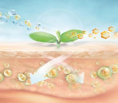 配方师救星！脂质体 PHOSAL® MCT 登场